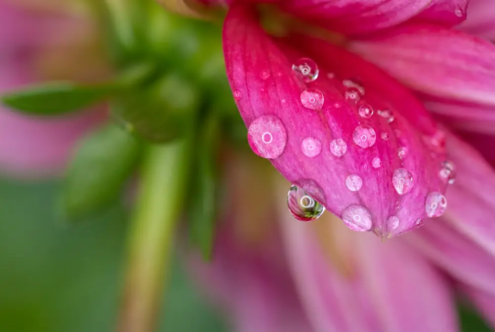 Macro photograph of flower with dewdrops, taken with dedicated macro lens