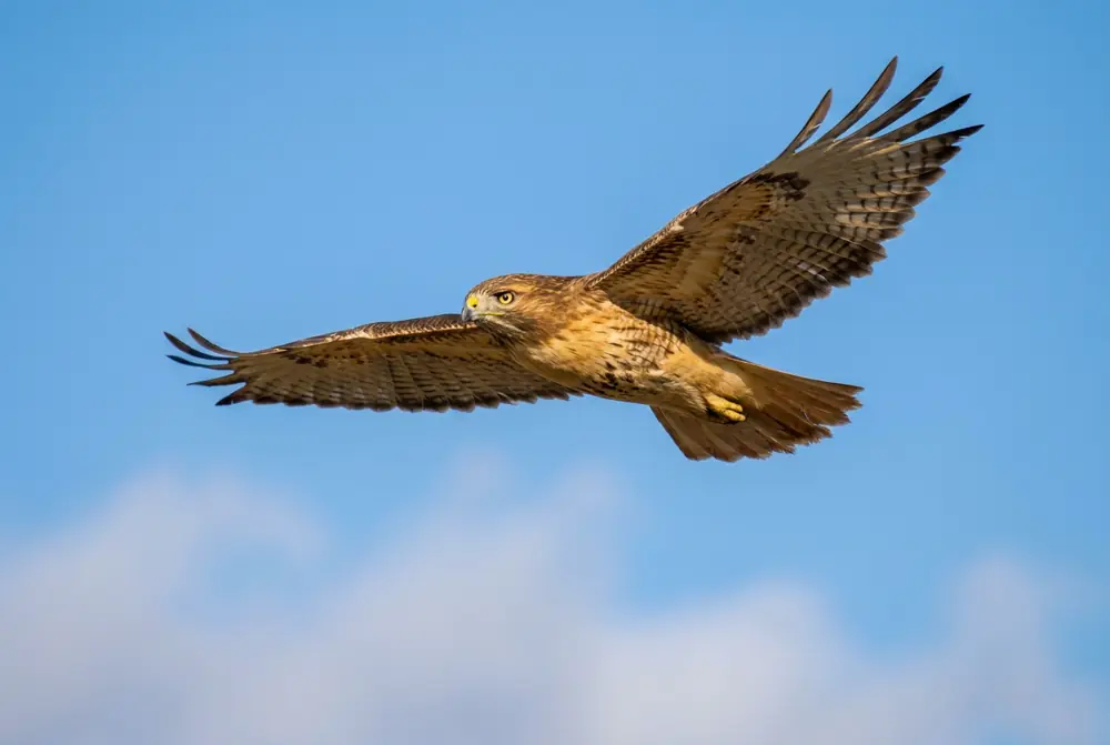 Bird in flight, taken with flagship camera and telephoto lens