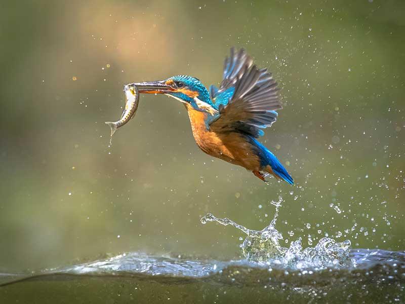 Kingfisher catching fish in flight — wildlife photography