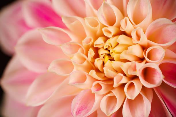 Macro photo of dahlia flower — macro photography